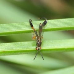 Podagrionini (tribe) at Acton, ACT - 30 Apr 2019 11:49 AM