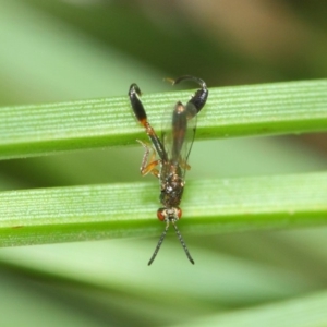 Podagrionini (tribe) at Acton, ACT - 30 Apr 2019