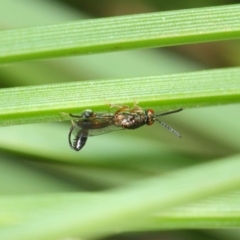 Podagrionini (tribe) at Acton, ACT - 30 Apr 2019