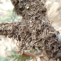Papyrius nitidus (Shining Coconut Ant) at Theodore, ACT - 1 May 2019 by owenh