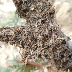 Papyrius nitidus at Theodore, ACT - suppressed