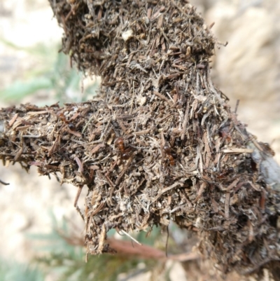 Papyrius nitidus (Shining Coconut Ant) at Tuggeranong Hill - 1 May 2019 by Owen