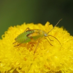Unverified True bug (Hemiptera, Heteroptera) at ANBG - 30 Apr 2019 by TimL