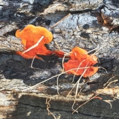 Trametes coccinea (Scarlet Bracket) at Hughes Garran Woodland - 1 May 2019 by ruthkerruish