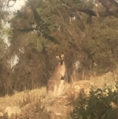 Notamacropus rufogriseus (Red-necked Wallaby) at Mount Taylor - 1 May 2019 by George