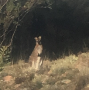 Notamacropus rufogriseus at Tuggeranong DC, ACT - 1 May 2019 04:18 PM