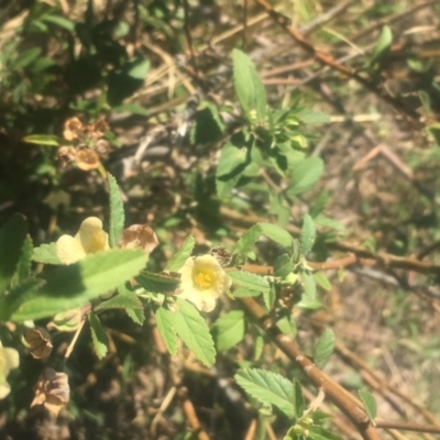 Sida rhombifolia (Paddy's Lucerne, Arrow-leaf Sida) at Mount Taylor - 7 Apr 2019 by George