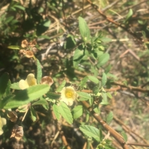 Sida rhombifolia at Pearce, ACT - 7 Apr 2019