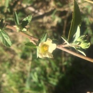 Sida rhombifolia at Pearce, ACT - 7 Apr 2019 01:28 PM