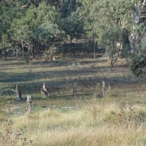 Macropus giganteus at O'Malley, ACT - 1 May 2019 04:15 PM