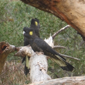 Zanda funerea at O'Malley, ACT - 1 May 2019 03:24 PM