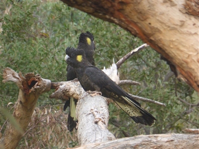 Zanda funerea (Yellow-tailed Black-Cockatoo) at O'Malley, ACT - 1 May 2019 by Mike