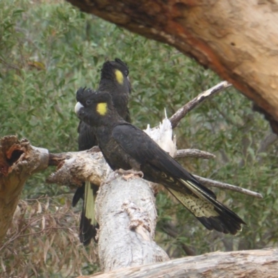 Zanda funerea (Yellow-tailed Black-Cockatoo) at Mount Mugga Mugga - 1 May 2019 by Mike
