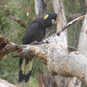 Zanda funerea at O'Malley, ACT - 1 May 2019