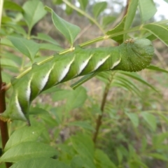 Psilogramma casuarinae (Privet Hawk Moth) at O'Malley, ACT - 1 May 2019 by Mike