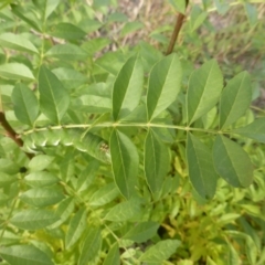 Fraxinus sp. (An Ash) at O'Malley, ACT - 1 May 2019 by Mike