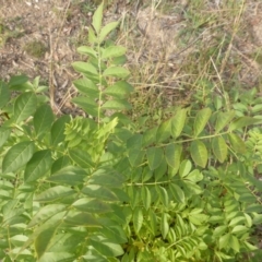 Fraxinus sp. at O'Malley, ACT - 1 May 2019