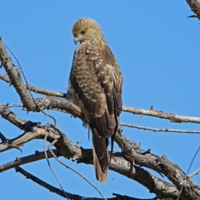 Haliastur sphenurus (Whistling Kite) at Fyshwick, ACT - 26 Apr 2019 by RodDeb