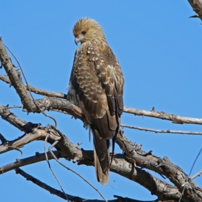 Haliastur sphenurus (Whistling Kite) at Jerrabomberra Wetlands - 26 Apr 2019 by RodDeb