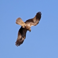 Haliastur sphenurus at Fyshwick, ACT - 26 Apr 2019 12:38 PM