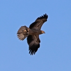 Haliastur sphenurus at Fyshwick, ACT - 26 Apr 2019 12:38 PM