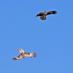 Haliastur sphenurus at Fyshwick, ACT - 26 Apr 2019