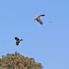 Haliastur sphenurus at Fyshwick, ACT - 26 Apr 2019 12:38 PM