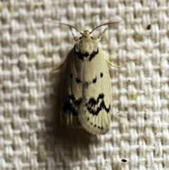 Compsotropha selenias (A Concealer moth (Wingia group)) at O'Connor, ACT - 9 Dec 2017 by ibaird