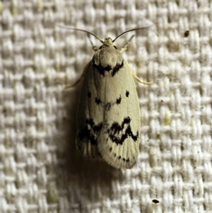 Compsotropha selenias at O'Connor, ACT - 9 Dec 2017 09:19 PM