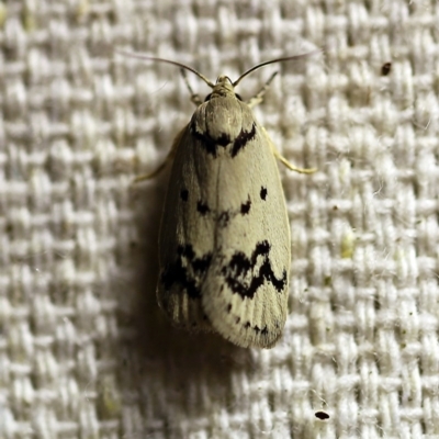 Compsotropha selenias (A Concealer moth (Wingia group)) at O'Connor, ACT - 9 Dec 2017 by ibaird