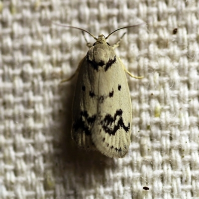 Compsotropha selenias (A Concealer moth) at O'Connor, ACT - 9 Dec 2017 by ibaird