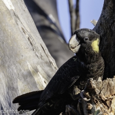 Zanda funerea (Yellow-tailed Black-Cockatoo) at Red Hill, ACT - 27 Apr 2019 by JonSteinbeck