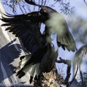 Zanda funerea at Red Hill, ACT - 27 Apr 2019