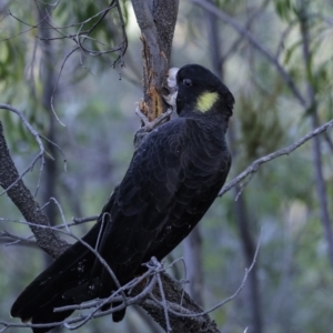 Zanda funerea at Red Hill, ACT - 27 Apr 2019