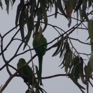 Polytelis swainsonii at Hughes, ACT - 1 May 2019