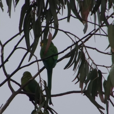 Polytelis swainsonii (Superb Parrot) at Red Hill to Yarralumla Creek - 30 Apr 2019 by LisaH