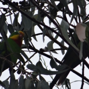 Polytelis swainsonii at Hughes, ACT - 1 May 2019