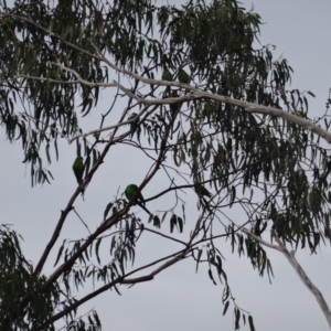 Polytelis swainsonii at Hughes, ACT - 1 May 2019