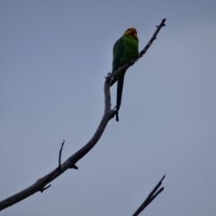 Polytelis swainsonii at Hughes, ACT - 1 May 2019