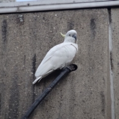 Cacatua galerita (Sulphur-crested Cockatoo) at Deakin, ACT - 30 Apr 2019 by LisaH