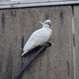 Cacatua galerita at Deakin, ACT - 1 May 2019 07:32 AM