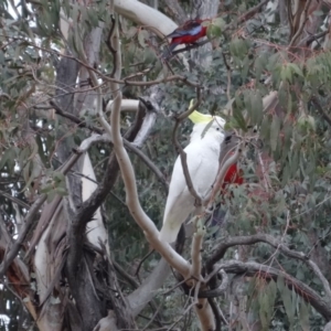 Cacatua galerita at Deakin, ACT - 1 May 2019 07:32 AM