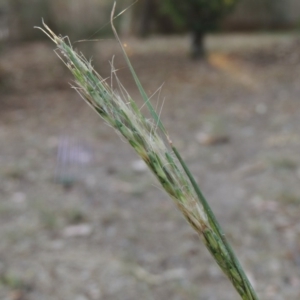 Bothriochloa macra at Gordon, ACT - 4 Mar 2019 08:38 AM