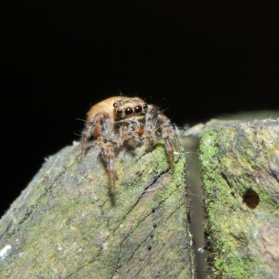 Opisthoncus sp. (genus) (Unidentified Opisthoncus jumping spider) at Acton, ACT - 30 Apr 2019 by TimL