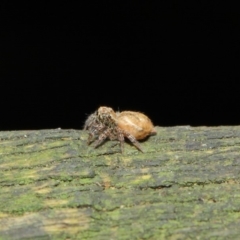 Opisthoncus sp. (genus) at Acton, ACT - 30 Apr 2019