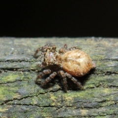 Opisthoncus sp. (genus) at Acton, ACT - 30 Apr 2019