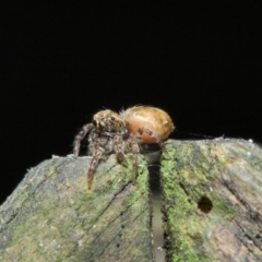 Opisthoncus sp. (genus) at Acton, ACT - 30 Apr 2019