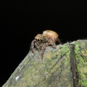 Opisthoncus sp. (genus) at Acton, ACT - 30 Apr 2019