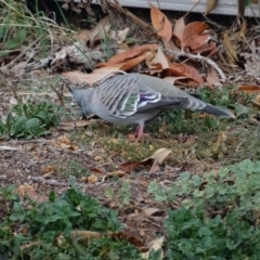 Ocyphaps lophotes (Crested Pigeon) at Red Hill to Yarralumla Creek - 30 Apr 2019 by LisaH