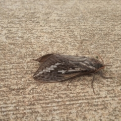 Abantiades atripalpis (Bardee grub/moth, Rain Moth) at Ainslie, ACT - 1 May 2019 by RachelDowney
